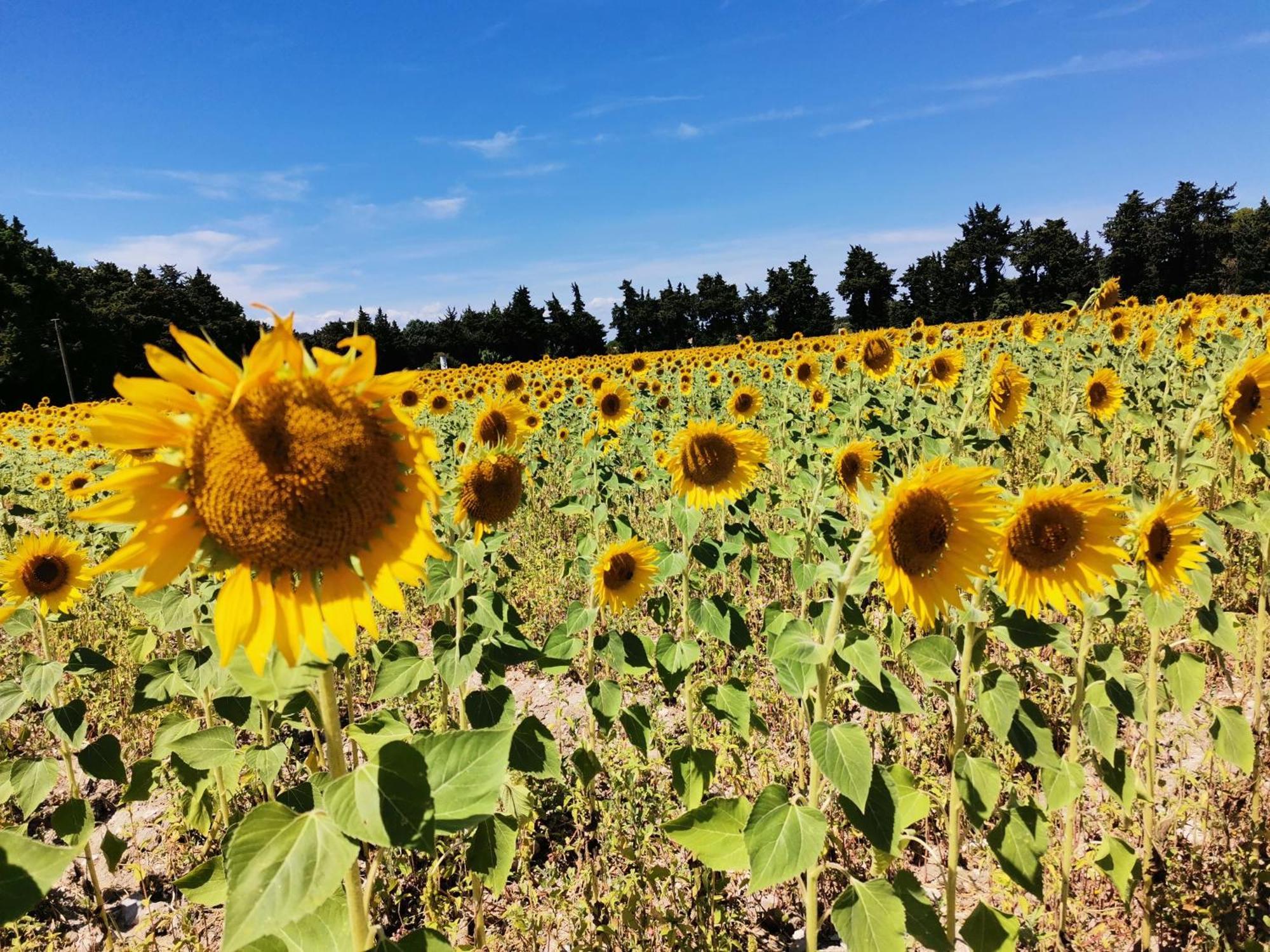 Gite En Provence Lavande Modene Dış mekan fotoğraf
